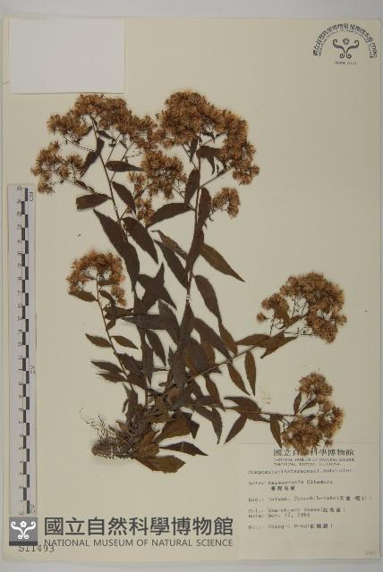 臺灣馬蘭藏品圖，第1張