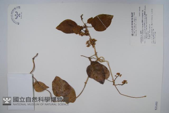 蘭嶼牛皮消、蘭嶼白薇藏品圖，第1張