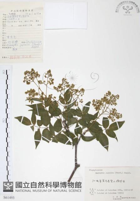 灰色木藍藏品圖，第1張