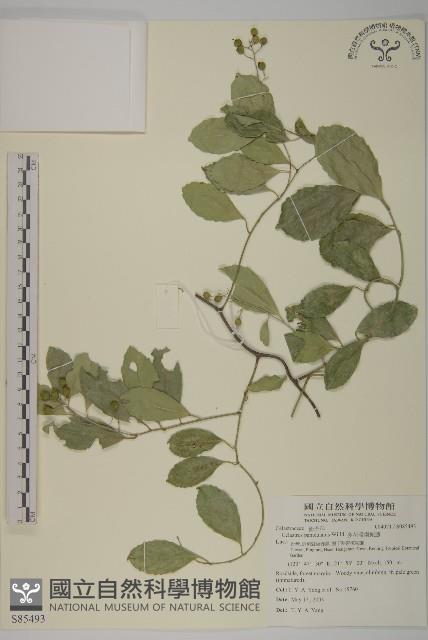 多花滇南蛇藤藏品圖，第1張