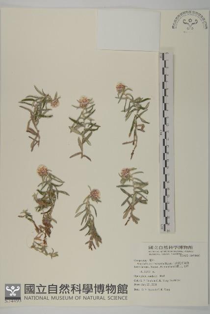 玉山抱莖籟簫藏品圖，第1張