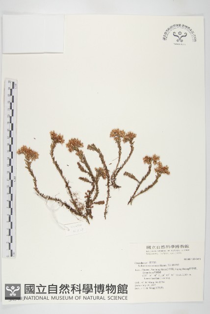 玉山佛甲草藏品圖，第1張
