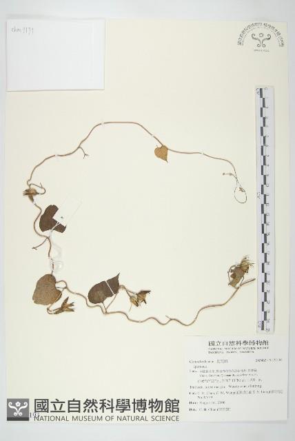 登錄號:S122193藏品圖，第1張