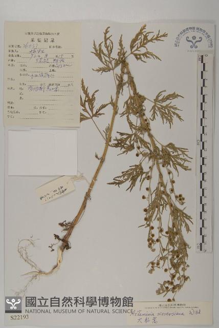 大耔蒿藏品圖，第1張