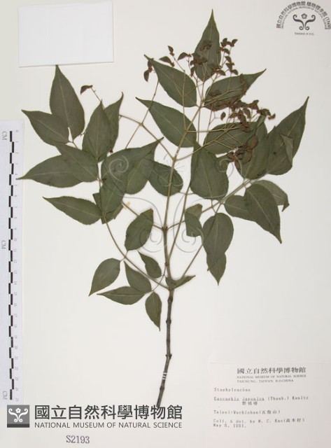 野鴉椿藏品圖，第1張