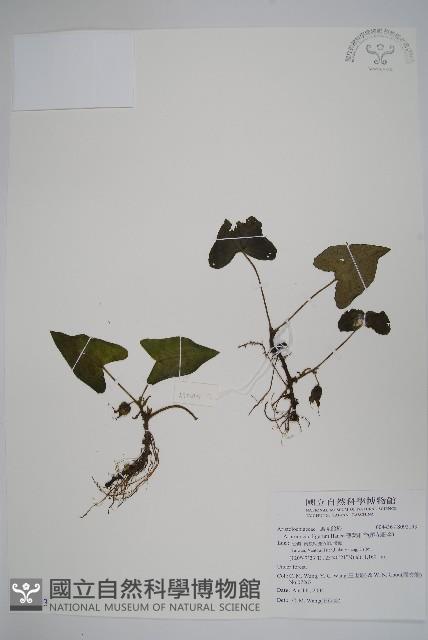 薄葉細辛、尾花細辛藏品圖，第1張