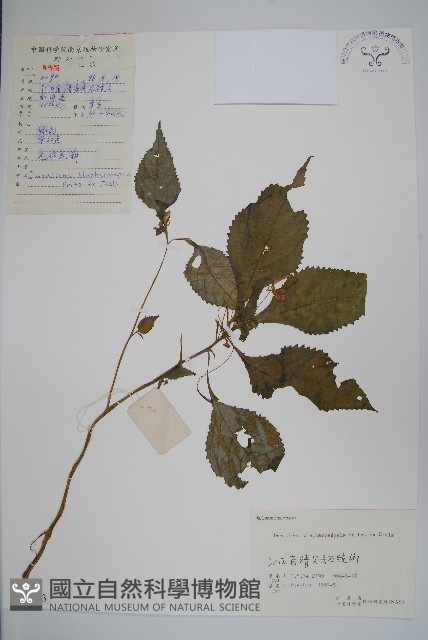 睫毛萼鳳仙花藏品圖，第1張