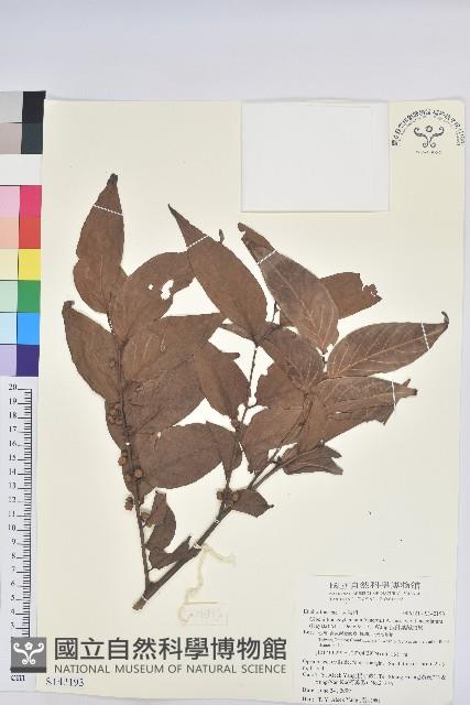 披針葉饅頭果藏品圖，第1張