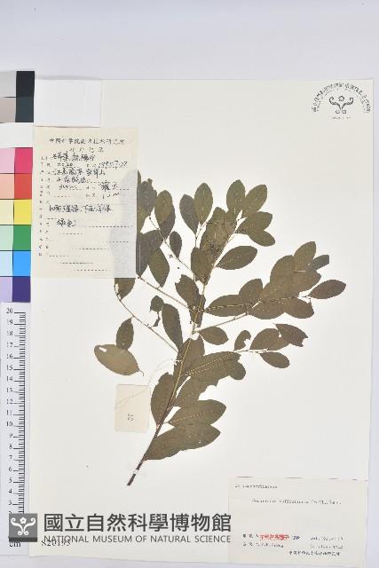 葉底珠、市蔥密花葉底珠藏品圖，第1張