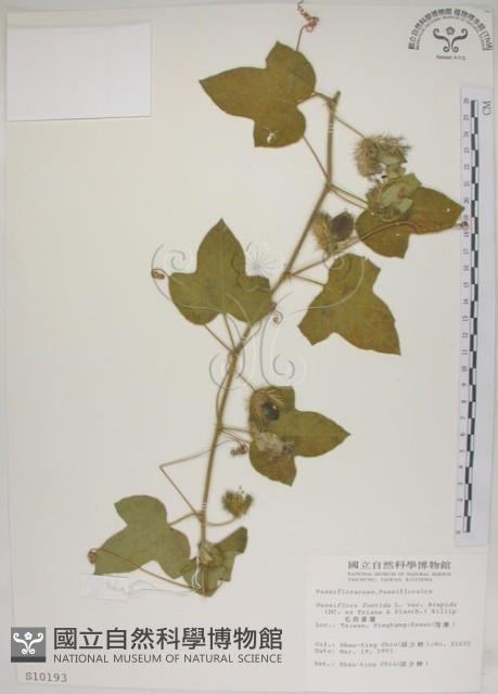 毛西番蓮藏品圖，第1張