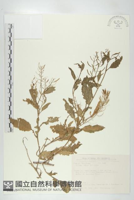 葶藶藏品圖，第1張