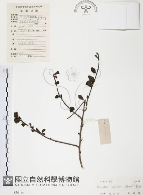 對面花藏品圖，第1張