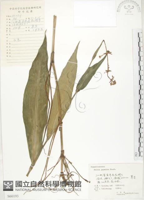 杜若藏品圖，第1張