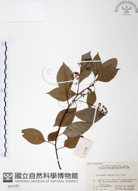 樟樹藏品圖，第1張