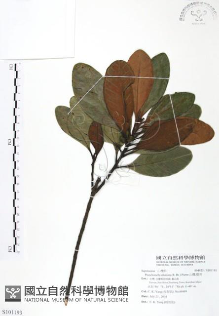山欖、樹青藏品圖，第1張