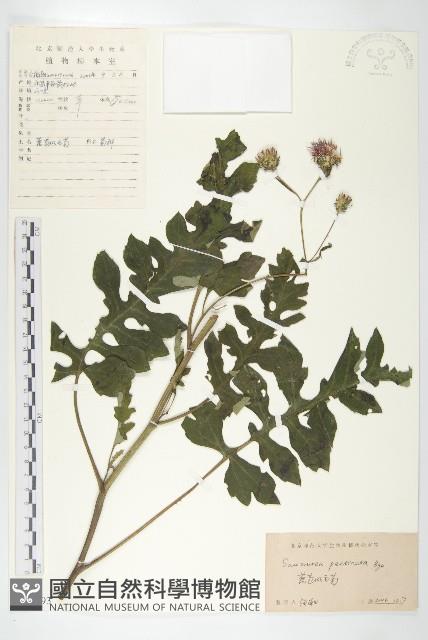 蓖苞風毛菊藏品圖，第1張