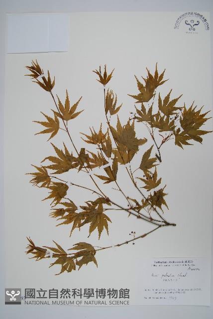 雞爪槭藏品圖，第1張