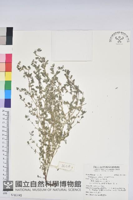 斑地錦藏品圖，第1張