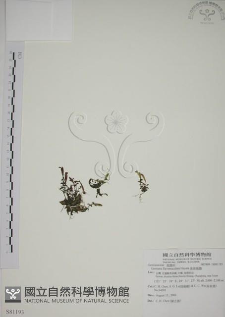 黃斑龍膽藏品圖，第1張