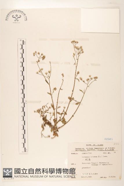 一枝香藏品圖，第1張