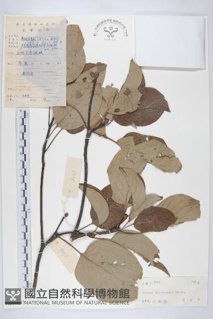 燈臺樹藏品圖，第1張