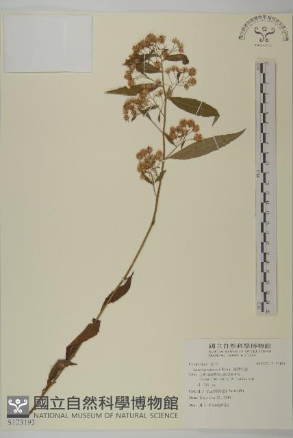 臺灣馬蘭藏品圖，第1張