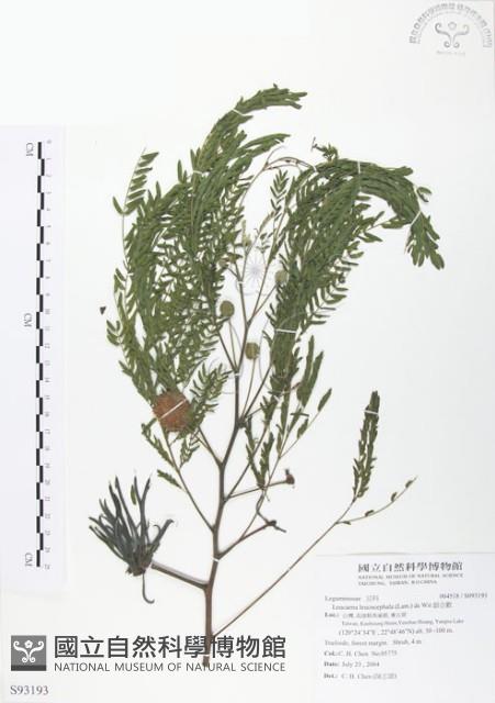 銀合歡藏品圖，第1張