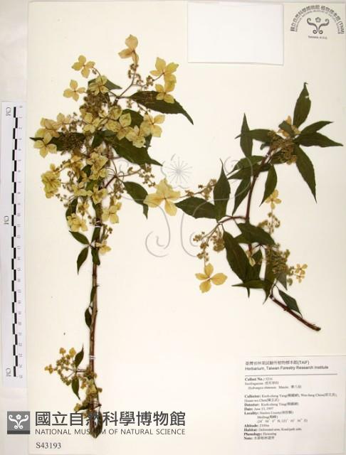 華八仙藏品圖，第1張