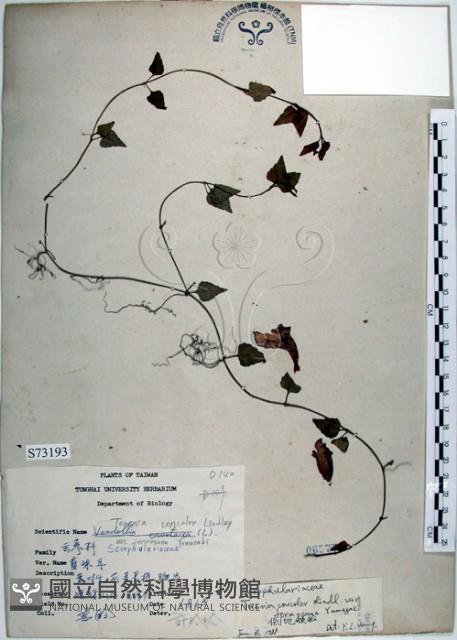 倒地蜈蚣、四角銅鑼藏品圖，第1張