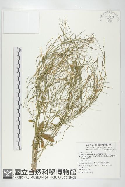 玉山筷子芥藏品圖，第1張