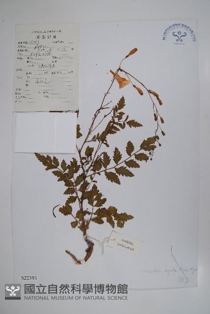毛子草藏品圖，第1張