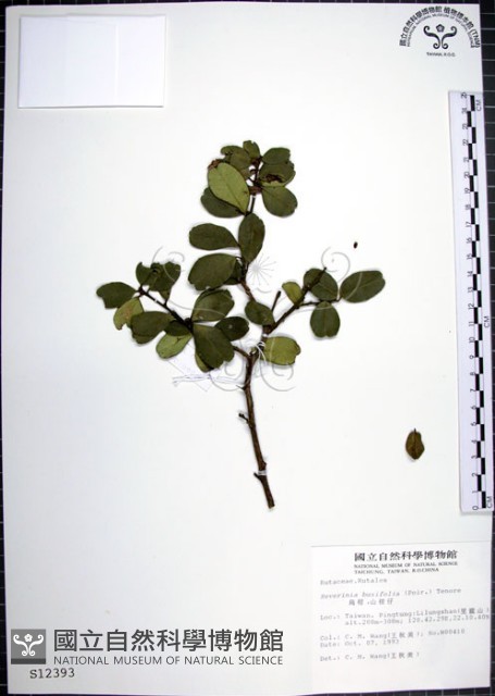烏柑仔藏品圖，第1張