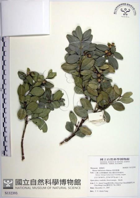 琉球黃楊藏品圖，第1張