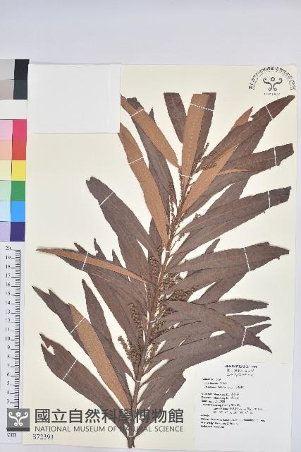 水楊梅、水柳仔藏品圖，第1張