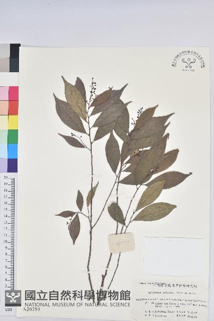 日本五月茶、南投五月茶藏品圖，第1張