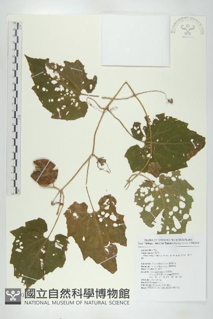 青牛膽藏品圖，第1張