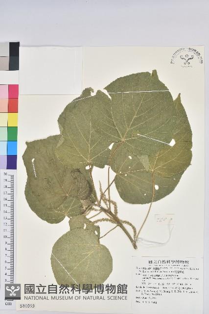 花蓮鐵莧、臺東鐵莧藏品圖，第1張