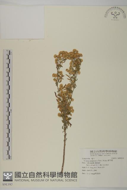 野茼蒿藏品圖，第1張