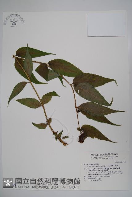 台灣土黨參藏品圖，第1張