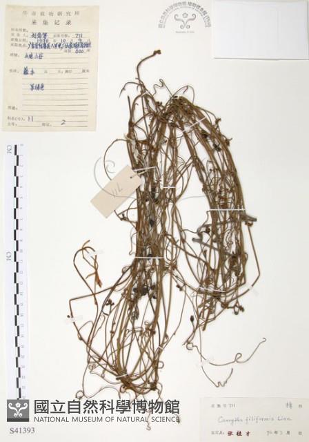 無根草藏品圖，第1張