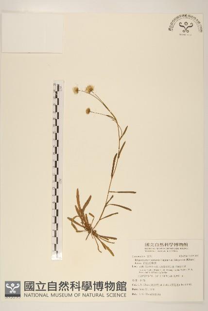 福山氏飛蓬藏品圖，第1張