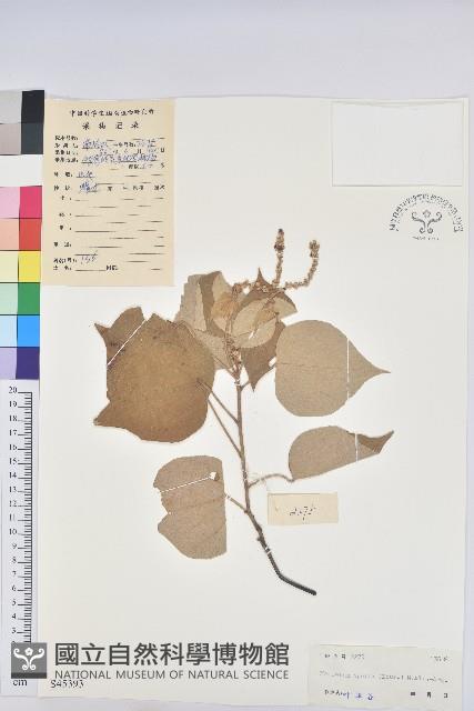 白背葉藏品圖，第1張