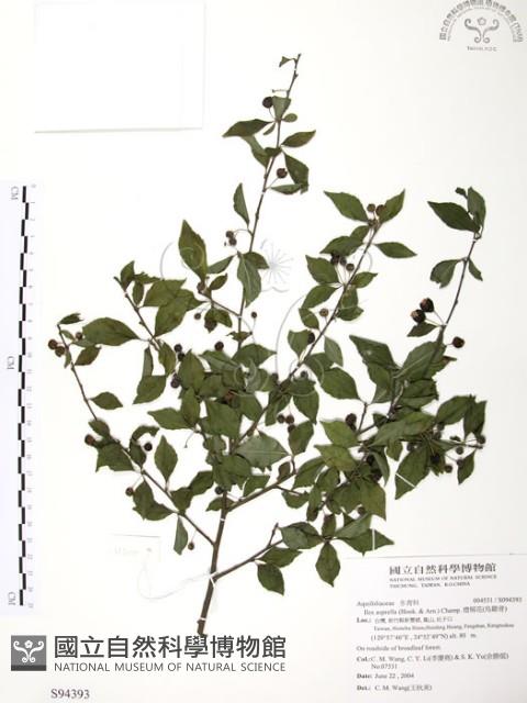 燈稱花、烏雞骨藏品圖，第1張