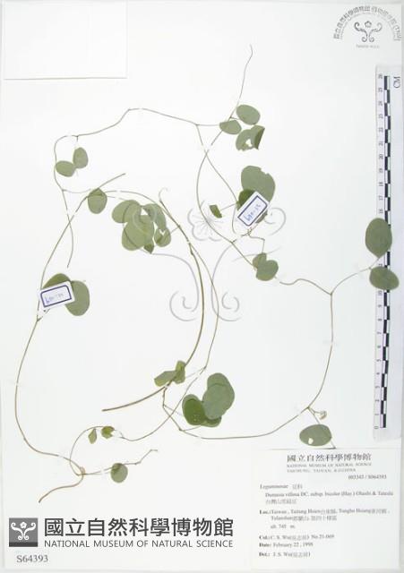 台灣山黑扁豆藏品圖，第1張