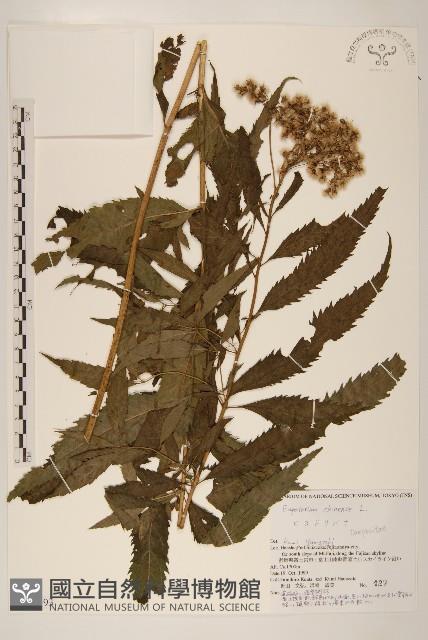 華澤蘭藏品圖，第1張