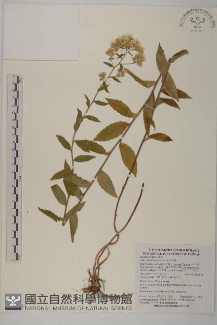 絨山白蘭藏品圖，第1張