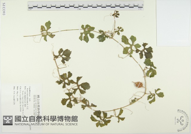 苦瓜藏品圖，第1張
