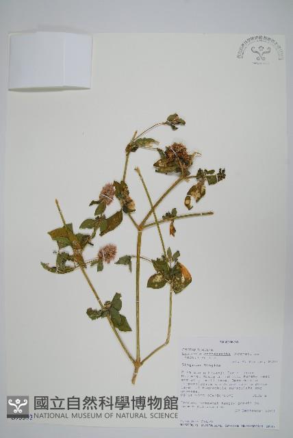 登錄號:S093393藏品圖，第1張