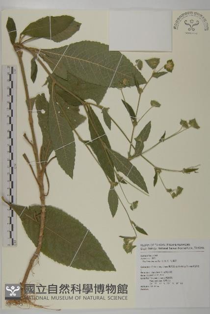 地膽草、毛蓮菜藏品圖，第1張