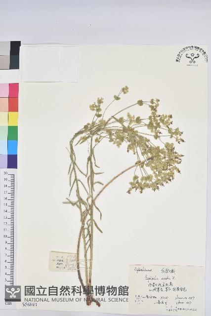 乳漿大戟藏品圖，第1張